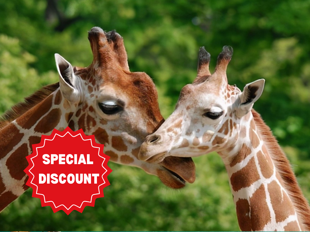 romantic-tanzania-honeymoon-safari-packages
